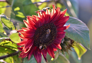 Helianthus <br>SUNFLOWER MIX