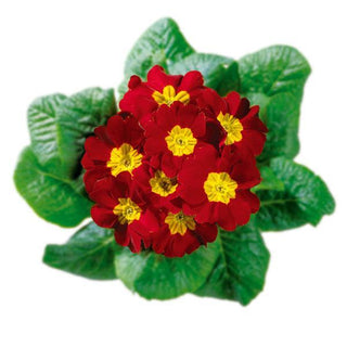 Primula vulgaris, Primula acaulis <br>PRIMROSE GIANT RED