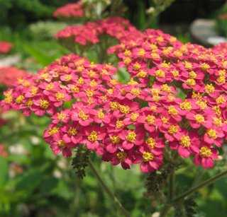 Achillea millefolium <br>CHERRY YARROW 'CASSIS'