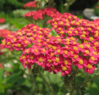 Achillea millefolium rubrum <br>RED YARROW