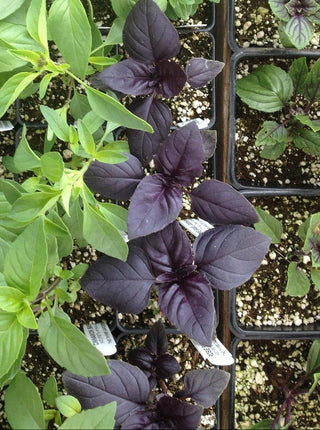 Ocimum basilicum <br>BASIL 'RED RUBIN' PURPLE LEAVES