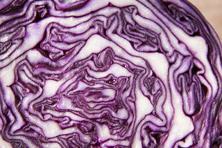 Brassica oleracea <br>RED CABBAGE