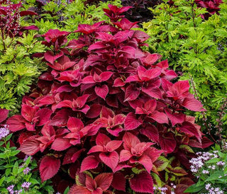 Coleus <br>RED VELVET COLEUS