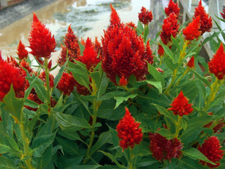 Celosia argentea plumosa <br>CELOSIA FRESH LOOK RED