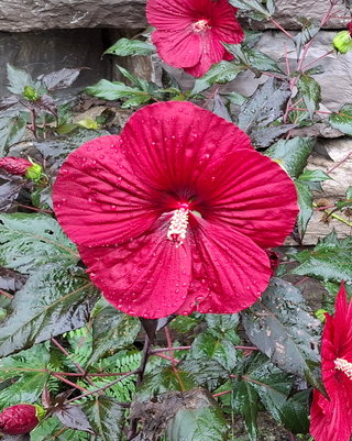 Hibiscus moscheutos <br>HARDY HIBISCUS MIX