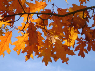 Quercus rubra <br>RED OAK