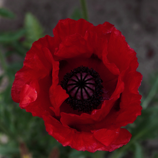 Papaver orientale (var. bracteatum?) ORIENTAL POPPY RED 'BEAUTY OF LIVERMERE', IRANIAN PERSIAN