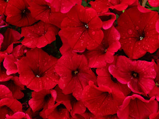 Petunia <br>PETUNIA 'RED VELOUR' WAVE