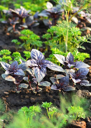 purple basil