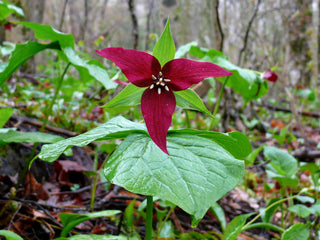 Trillium erectum <br>RED TRILLIUM, PURPLE TRILLIUM