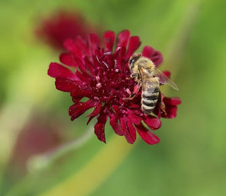 Knautia macedonica RED WIDOW FLOWER