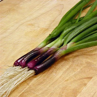 Allium cepa <br>ONION RED BUNCHING
