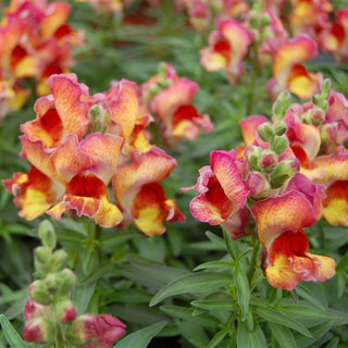 Antirrhinum <br>SNAPDRAGON RED FLAME