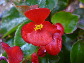 Begonia semperflorens <br>BEGONIA FIBROUS MIX