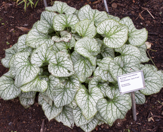 Brunnera macrophylla <br>BRUNNERA SILVER FROST