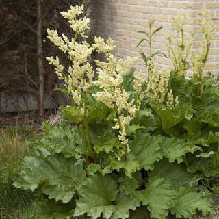 Rheum palmatum <br>RHUBARB VICTORIA