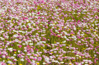 Acroclinium, Rhodanthe, Helipterum <br>WHITE PAPER DAISY, EVERLASTING