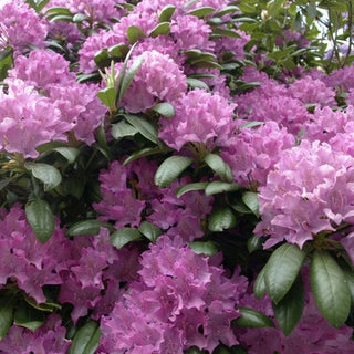 PACIFIC CALIFORNIA RHODODENDRON <br>Rhododendron macrophyllum
