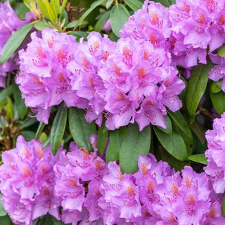 PACIFIC CALIFORNIA RHODODENDRON <br>Rhododendron macrophyllum