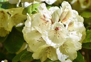 Rhododendron macabeanum <br>WHITE RHODODENDRON