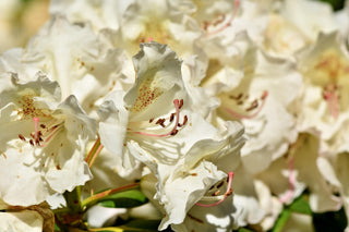 Rhododendron macabeanum <br>WHITE RHODODENDRON