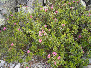 Rhododendron ferrugineum <br>ALPEN ROSE RHODODENDRON