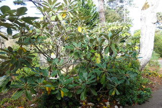 Rhododendron macabeanum <br>WHITE RHODODENDRON