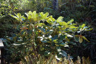 Rhododendron macabeanum <br>WHITE RHODODENDRON