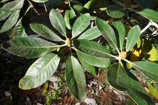 Rhododendron macabeanum <br>WHITE RHODODENDRON