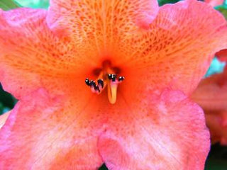 Rhododendron ferrugineum <br>ALPEN ROSE RHODODENDRON