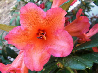 Rhododendron ferrugineum <br>ALPEN ROSE RHODODENDRON