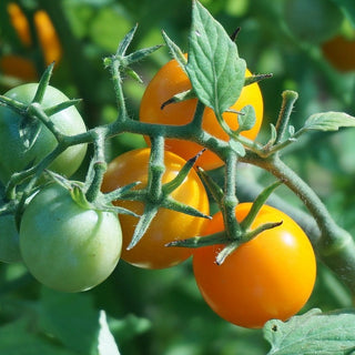 Solanum lycopersicum <br>TOMATO 'OLA POLKA'