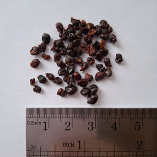 Freesia hybrida <br>FREESIA SCENTED MIX