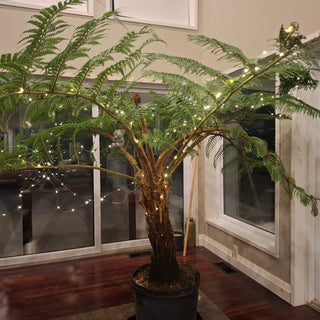 Cyathea cooperi, Sphaeropteris cooperi <br>AUSTRALIAN LACY TREE FERN