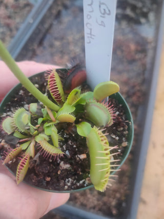 Dionaea muscipula <br>VENUS FLYTRAP 'BIG MOUTH' OP