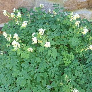Pseudofumaria alba, Corydalis acaulis, C. ochroleuca <br>WHITE FUMEWORT, PALE CORYDALIS