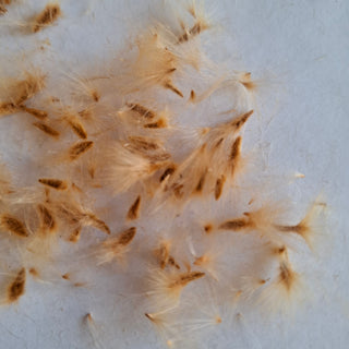 Nerium <br>OLEANDER MIX