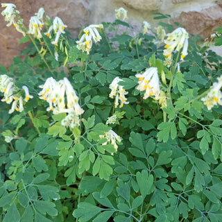 Pseudofumaria alba, Corydalis acaulis, C. ochroleuca <br>WHITE FUMEWORT, PALE CORYDALIS
