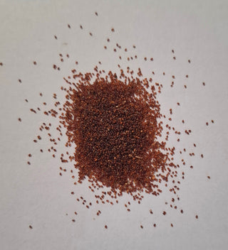 Eragrostis spectabilis <br>PURPLE LOVEGRASS, LOVE GRASS