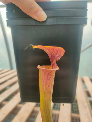Sarracenia flava var. atropurpurea <br>YELLOW PITCHER PLANT
