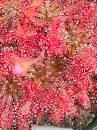 Drosera spatulata <br>SUNDEW 'GIANT'