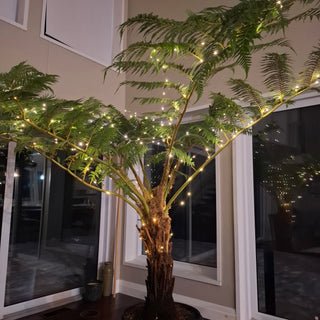 Cyathea cooperi, Sphaeropteris cooperi <br>AUSTRALIAN LACY TREE FERN