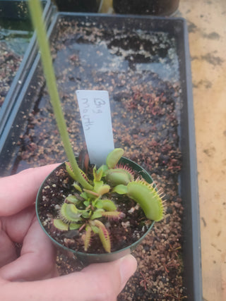 Dionaea muscipula <br>VENUS FLYTRAP 'BIG MOUTH' OP