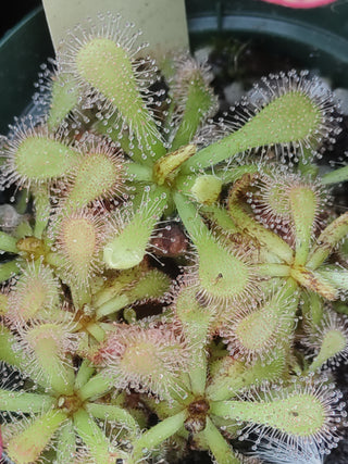 Drosera caucicaulis <br>SUNDEW ALBINO