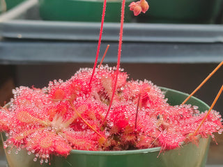 Drosera spatulata <br>SUNDEW 'GIANT'