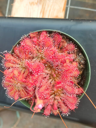Drosera spatulata <br>SUNDEW 'GIANT'