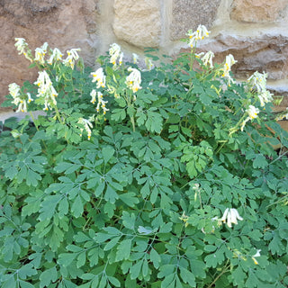 Pseudofumaria alba, Corydalis acaulis, C. ochroleuca <br>WHITE FUMEWORT, PALE CORYDALIS