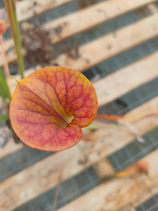 Sarracenia flava var. atropurpurea <br>YELLOW PITCHER PLANT