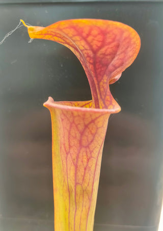 Sarracenia flava var. atropurpurea <br>YELLOW PITCHER PLANT
