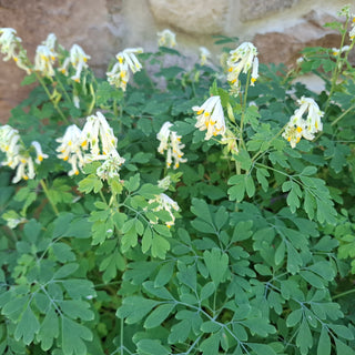 Pseudofumaria alba, Corydalis acaulis, C. ochroleuca <br>WHITE FUMEWORT, PALE CORYDALIS
